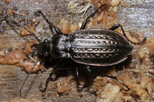 Carabus granulatus